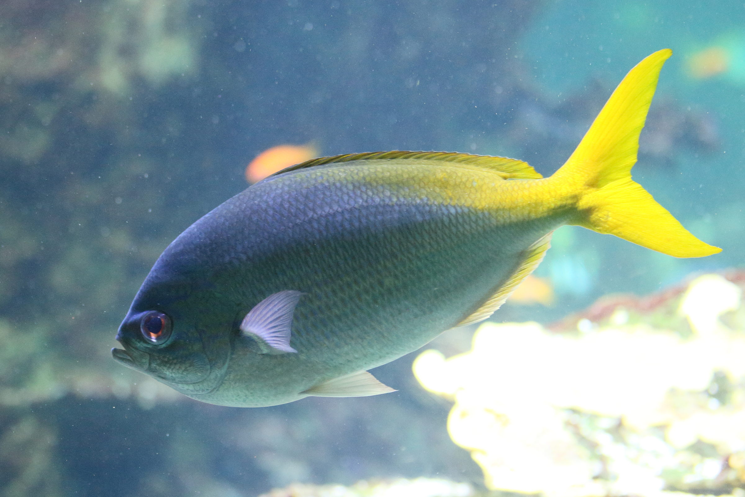 Afficher le média caesio_teres2md caesio_teres2md