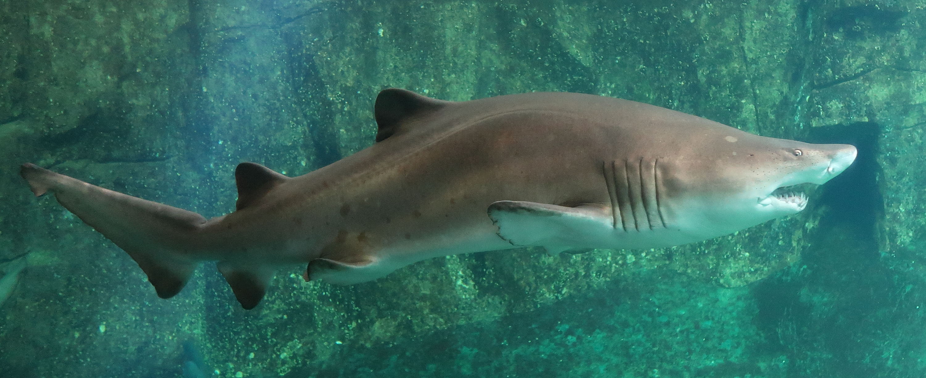 Afficher le média carcharias_taurus3md carcharias_taurus3md