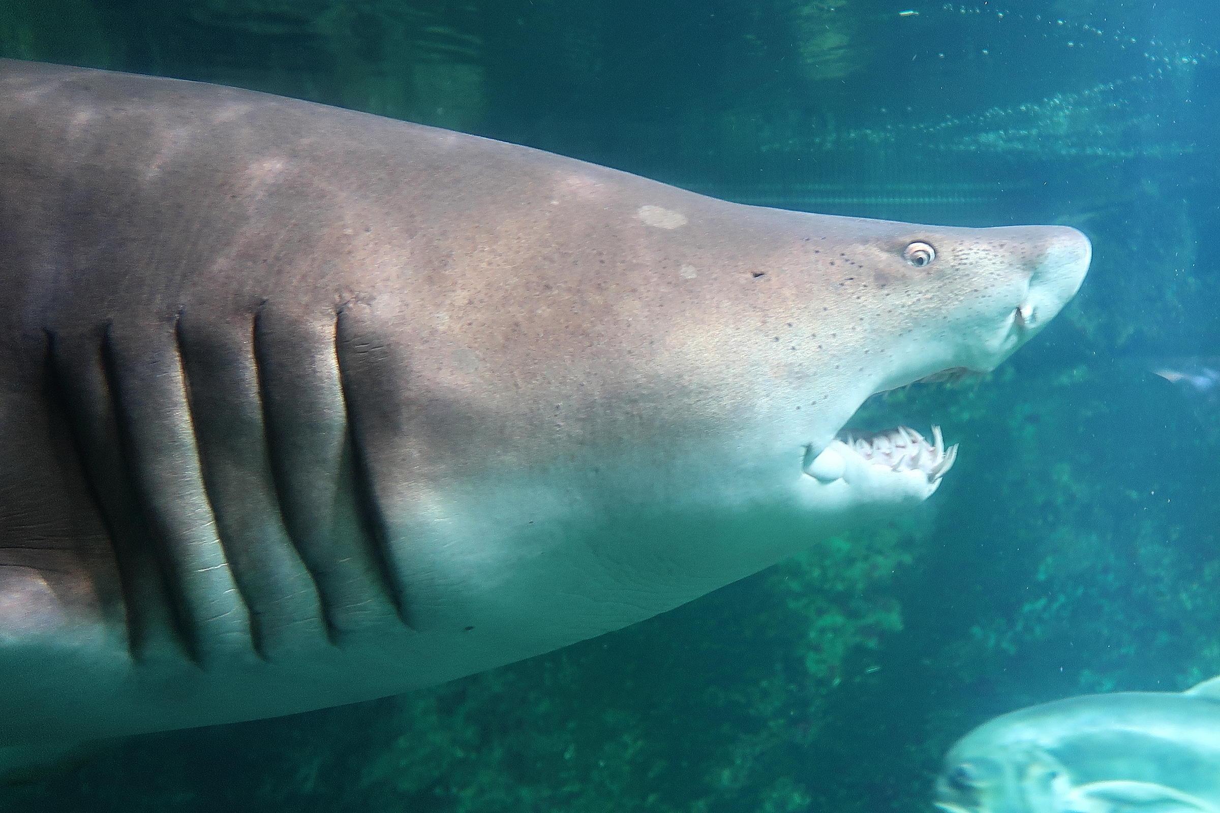 Afficher le média carcharias_taurus4md carcharias_taurus4md