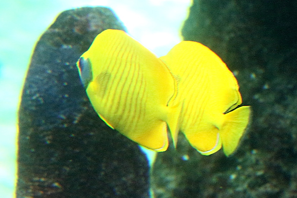 chaetodon_semilarvatus4md