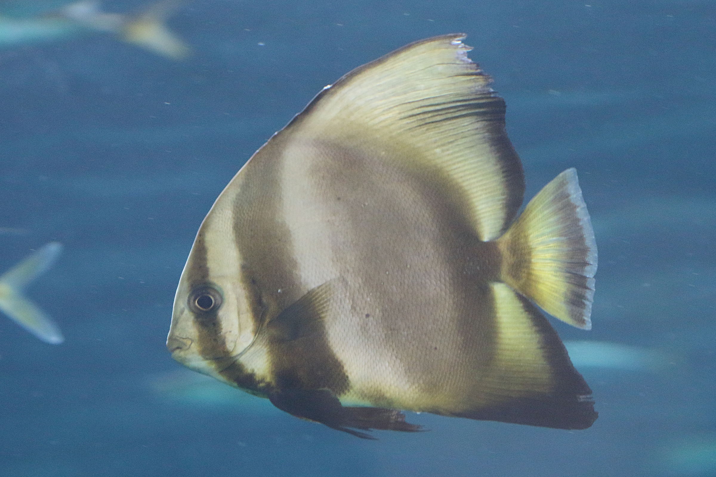 Afficher le média platax_orbicularis3bd platax_orbicularis3bd