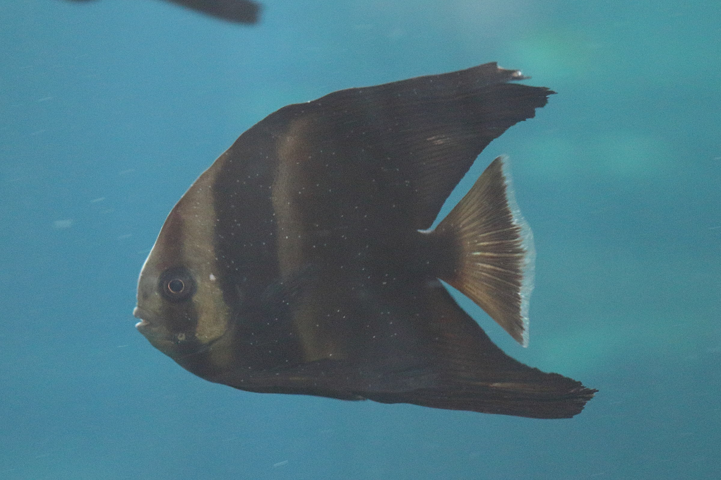 Afficher le média platax_orbicularis4bd platax_orbicularis4bd