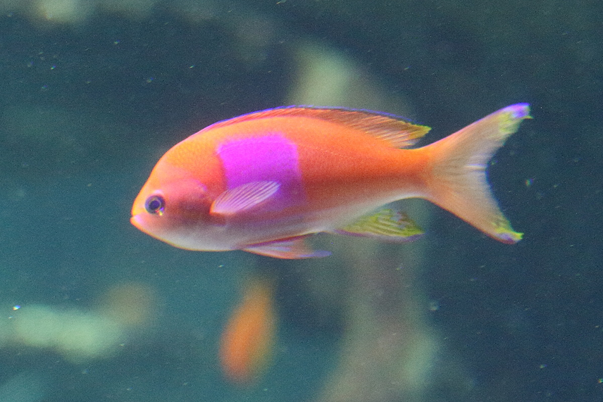 pseudoanthias_pleurotaenia1md