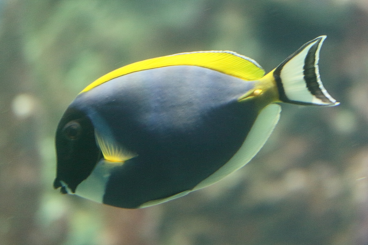 acanthurus_leucosternon1md