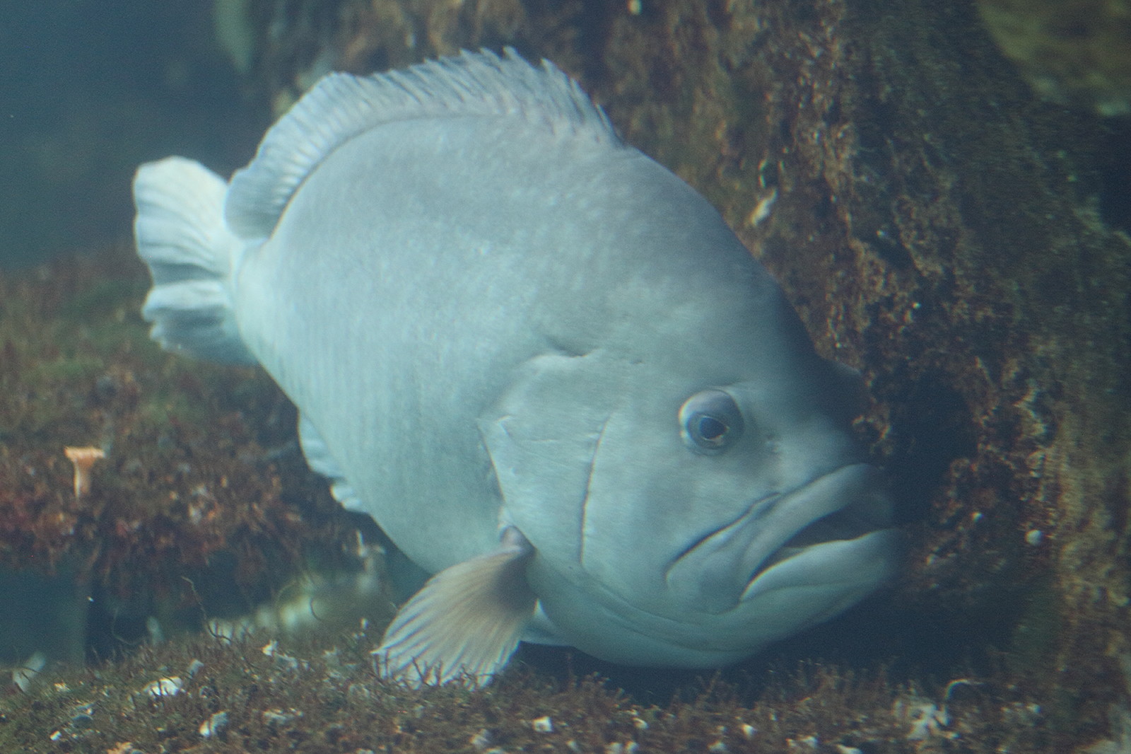epinephelus_cyanopodus1md