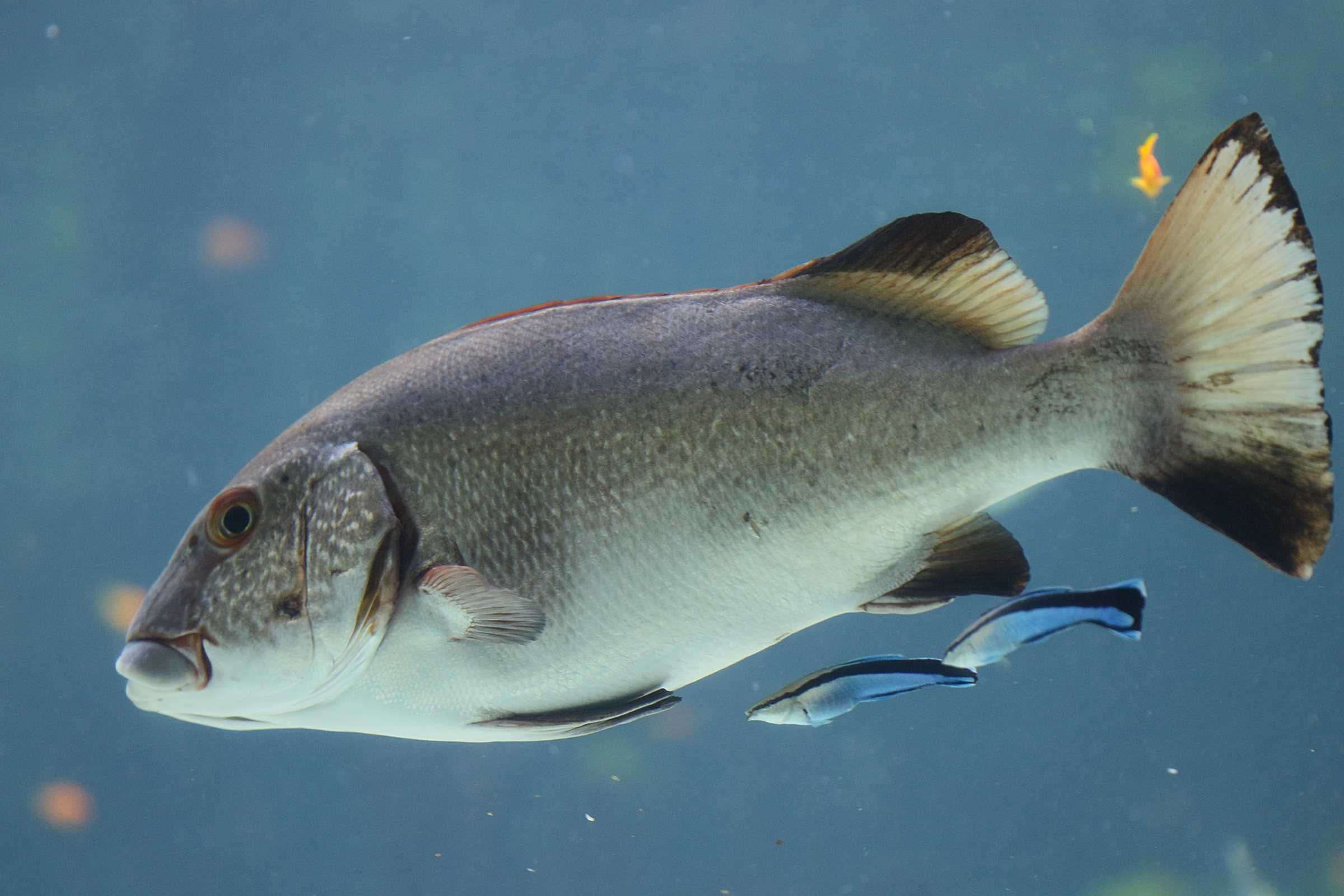 Afficher le média plectorhinchus_albovittatus1bd plectorhinchus_albovittatus1bd