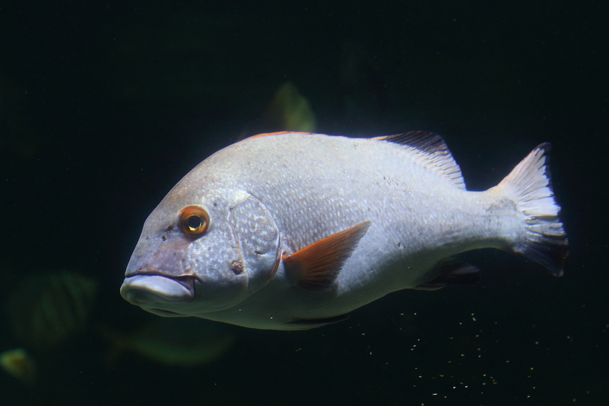 Afficher le média plectorhinchus_albovittatus2bd plectorhinchus_albovittatus2bd