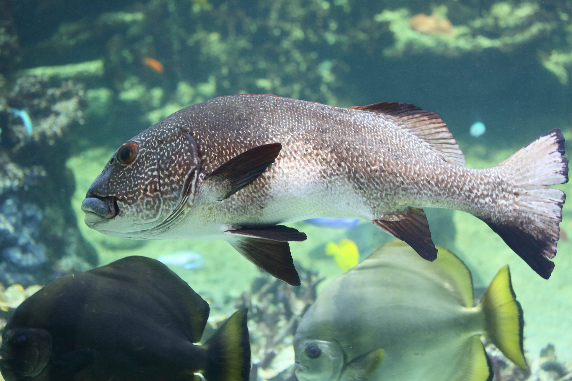 Afficher le média plectorhinchus_albovittatus3md plectorhinchus_albovittatus3md