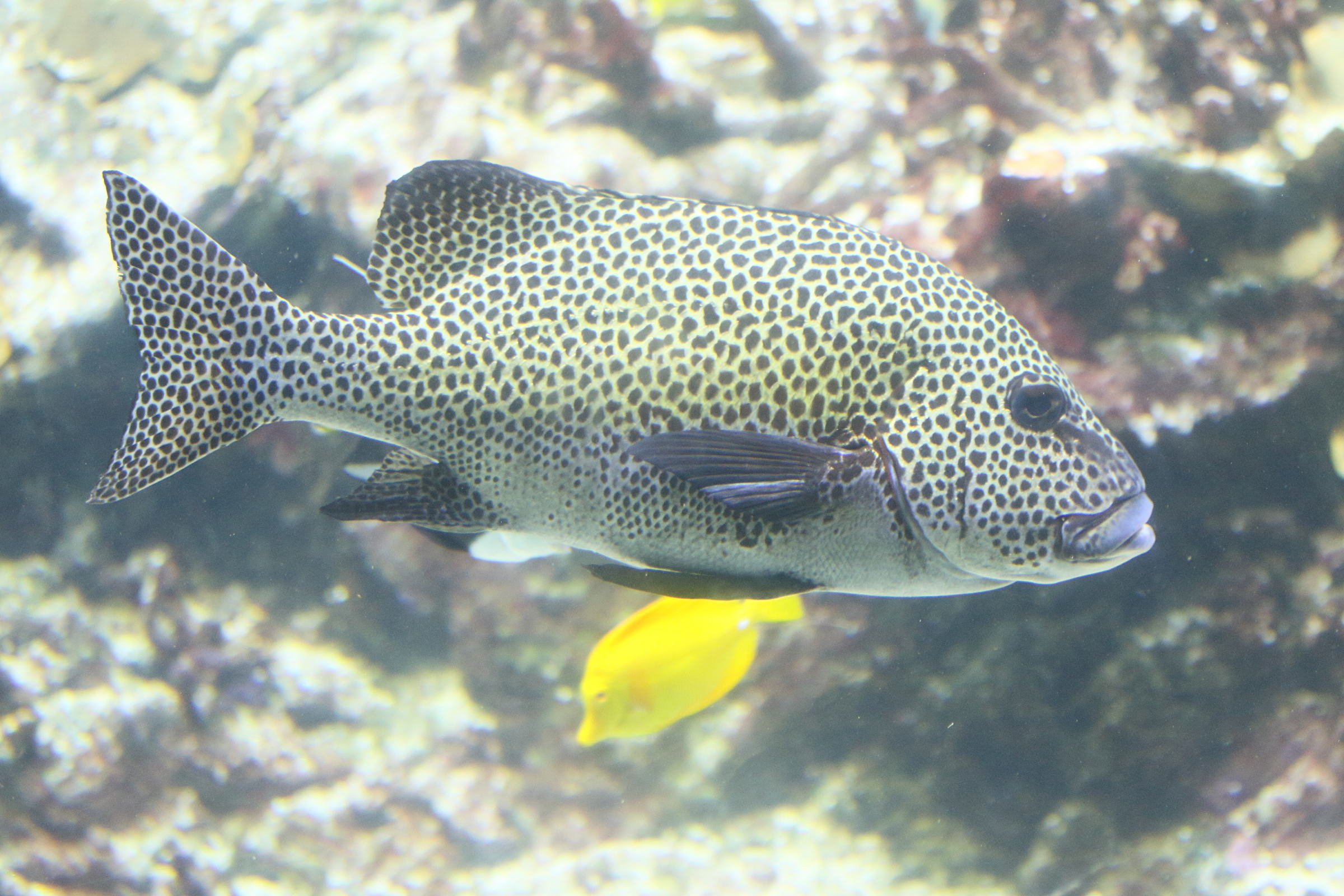 Afficher le média plectorhinchus_chaetodonoides2md plectorhinchus_chaetodonoides2md