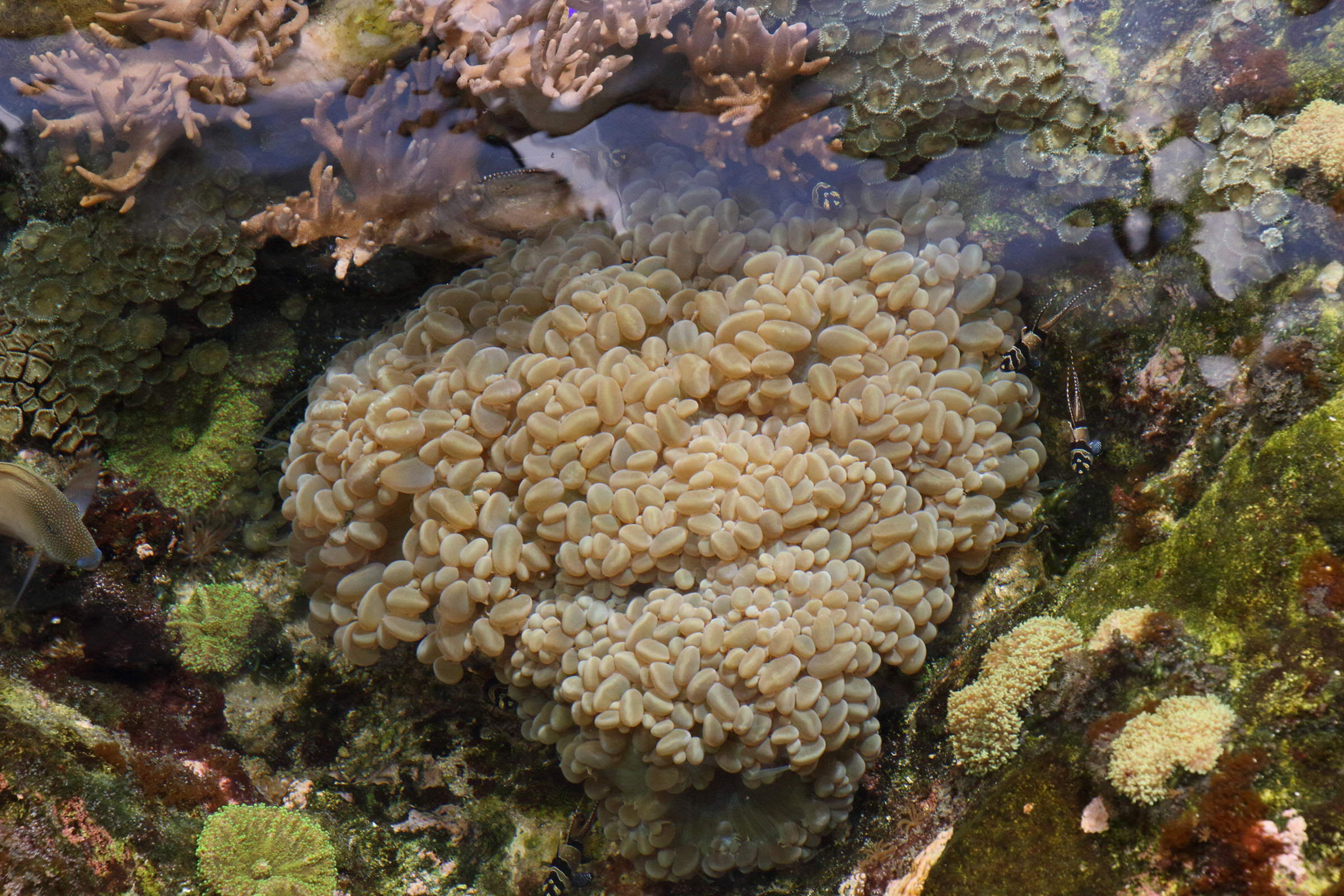 plerogyra_sinuosa1md