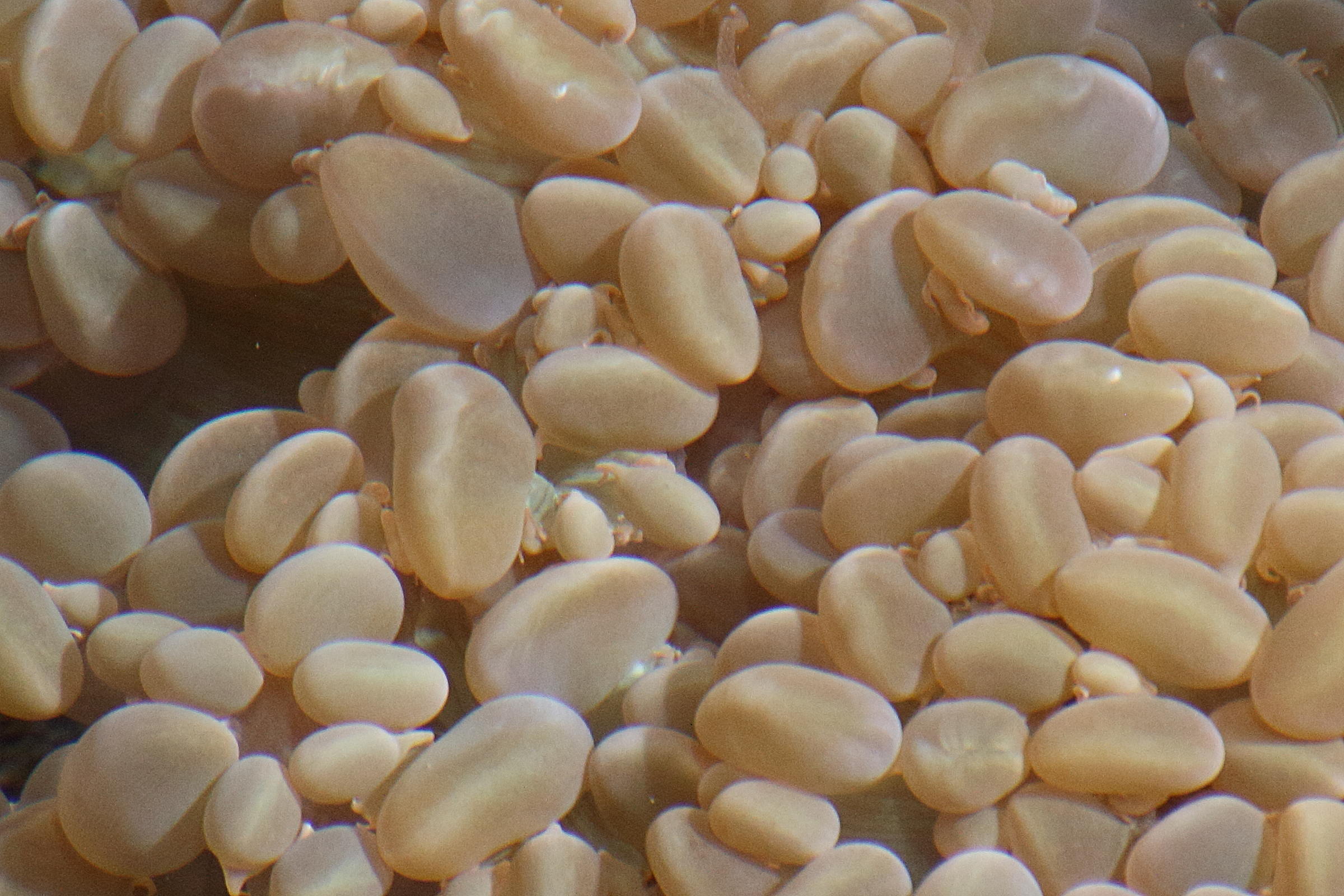 plerogyra_sinuosa2md