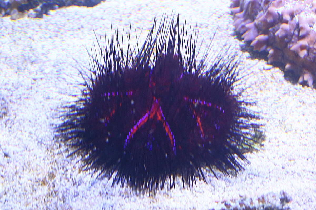 astropyga_radiata1md