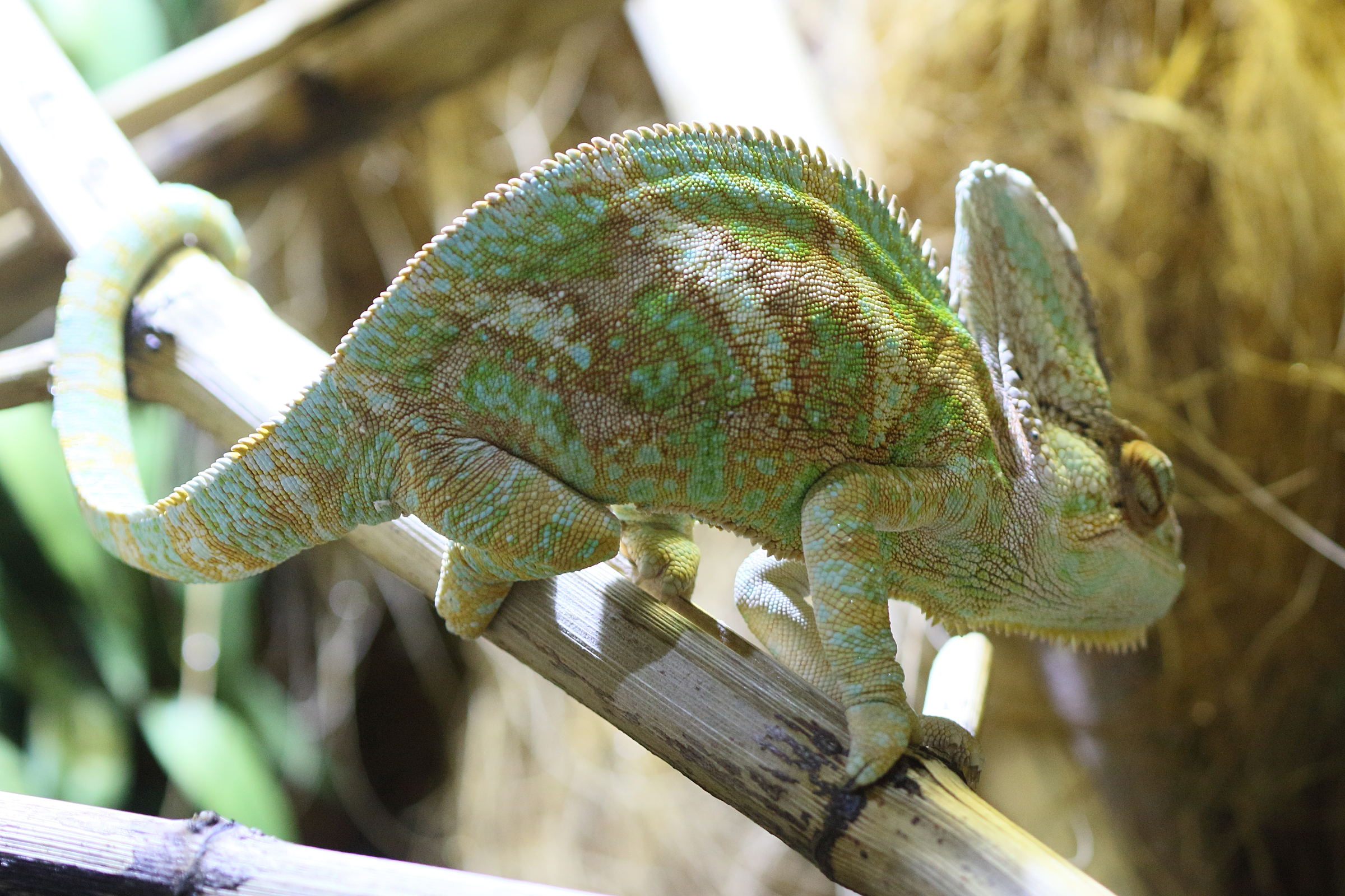 chamaeleo_calyptratus3bd