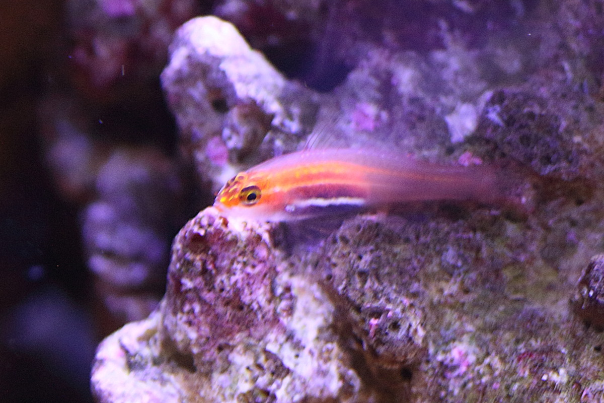 eviota_atriventris1bd