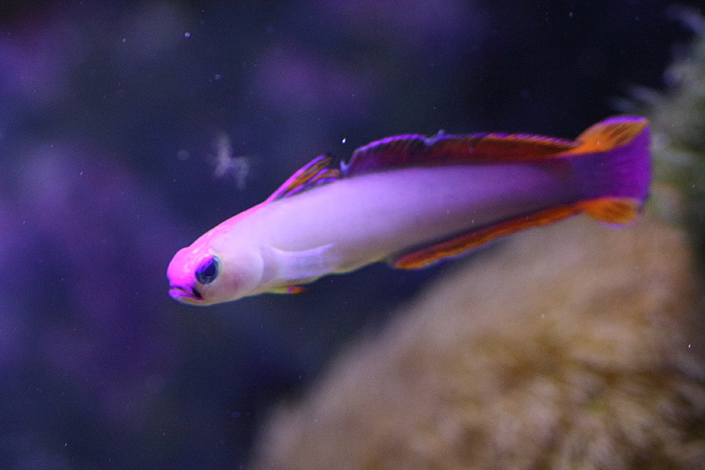 nemateleotris_decora1bd