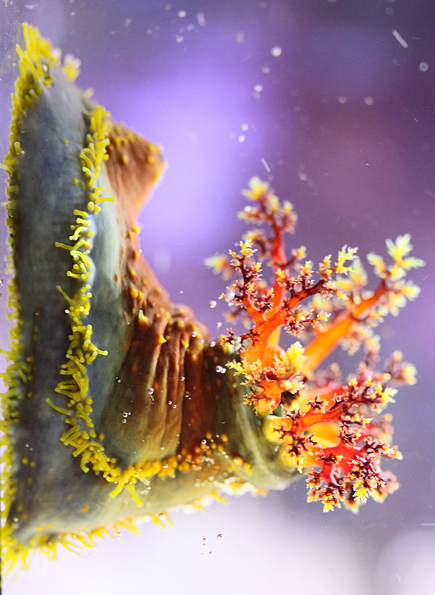 Afficher le média pseudocolochirus_violaceus1md pseudocolochirus_violaceus1md