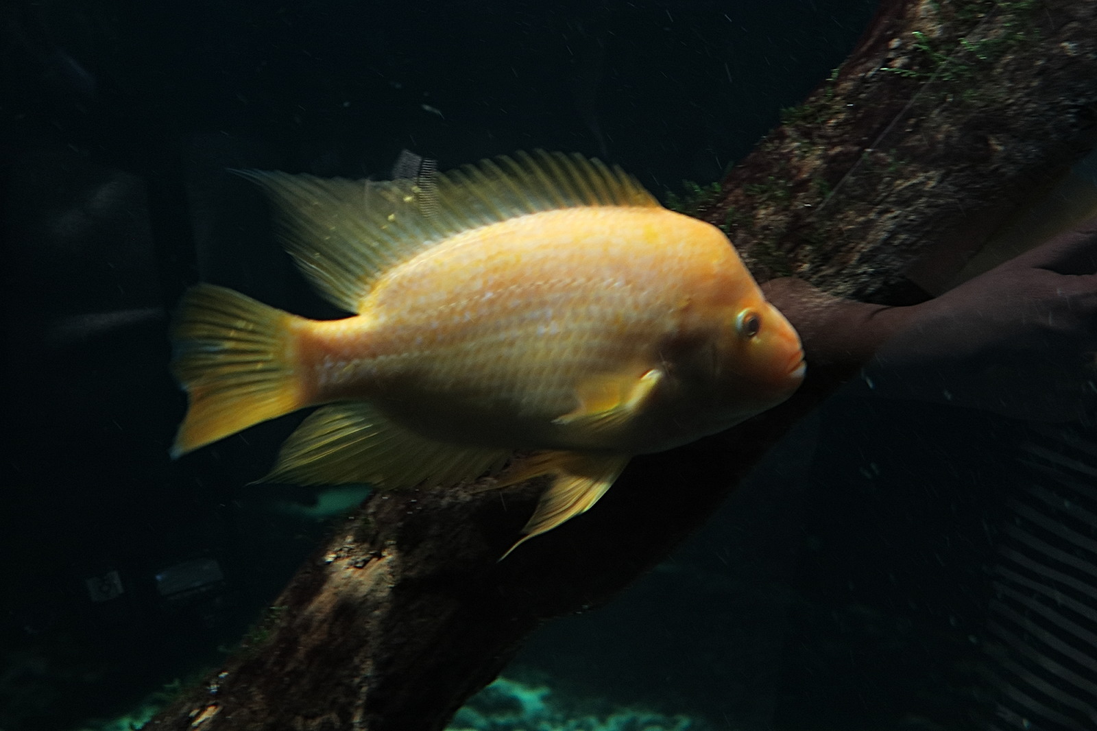 Afficher le média amphilophus_citrinellus2bd amphilophus_citrinellus2bd