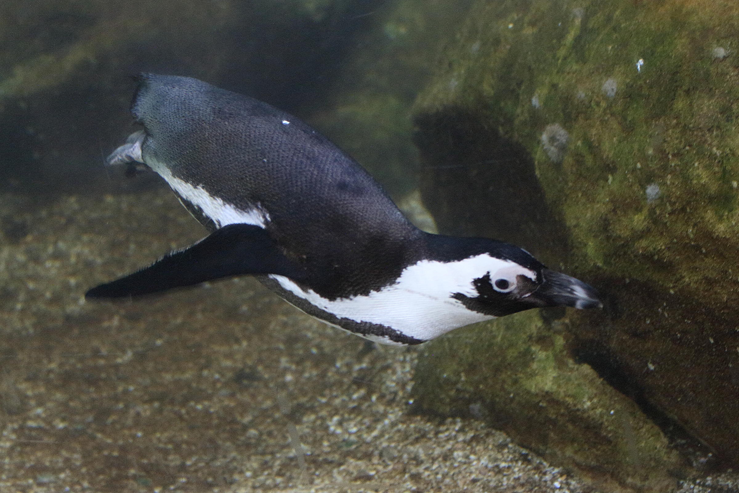 manchot_du_cap_-_spheniscus_demersus3md