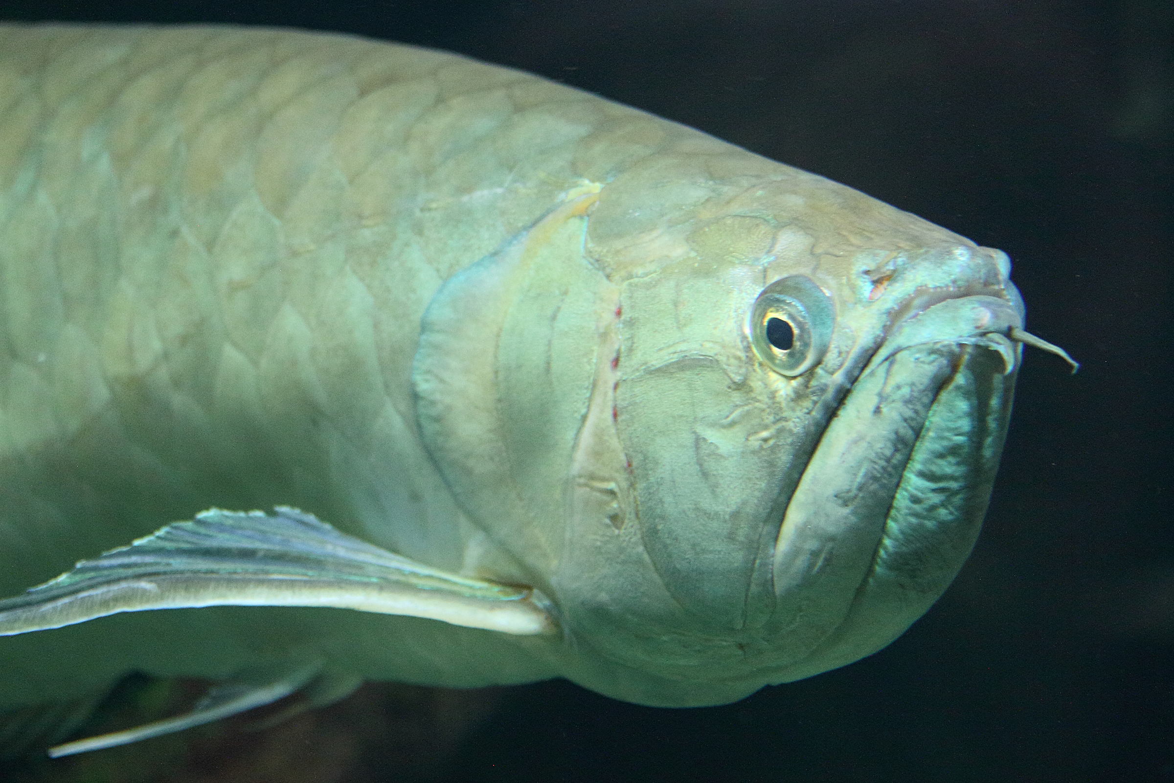 Afficher le média osteoglossum_bicirrhosum3md osteoglossum_bicirrhosum3md