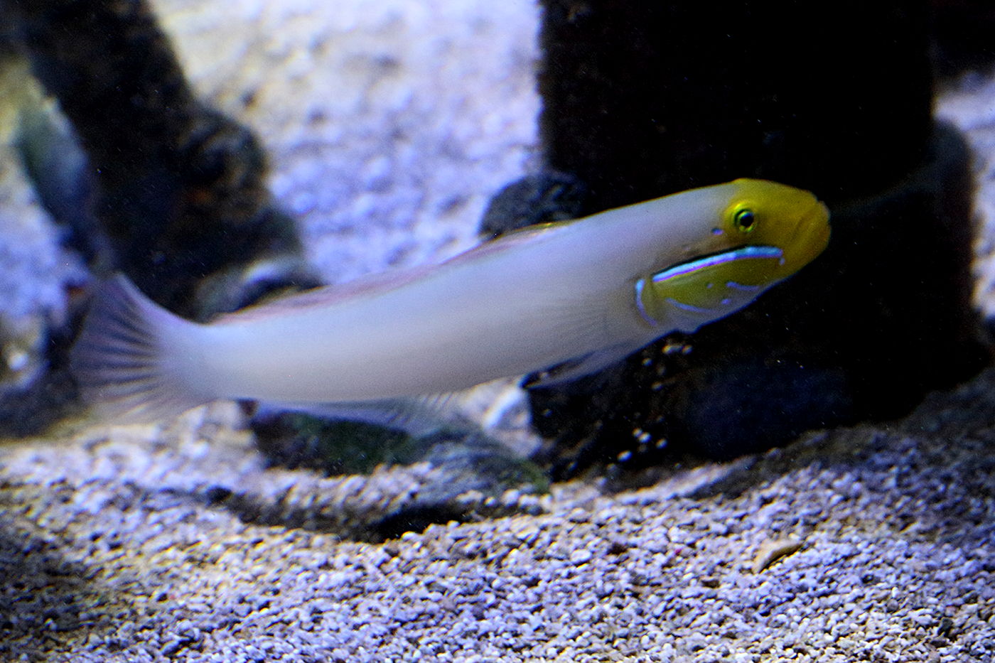 Afficher le média valenciennea_strigata2bd valenciennea_strigata2bd