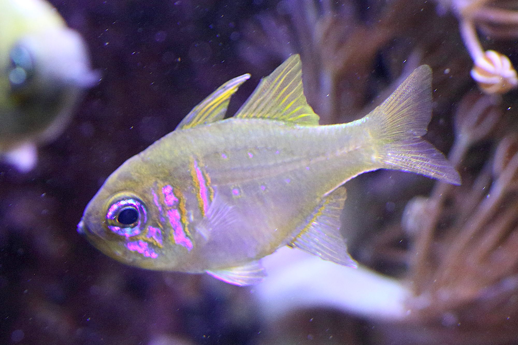 zoramia_leptacantha2bd