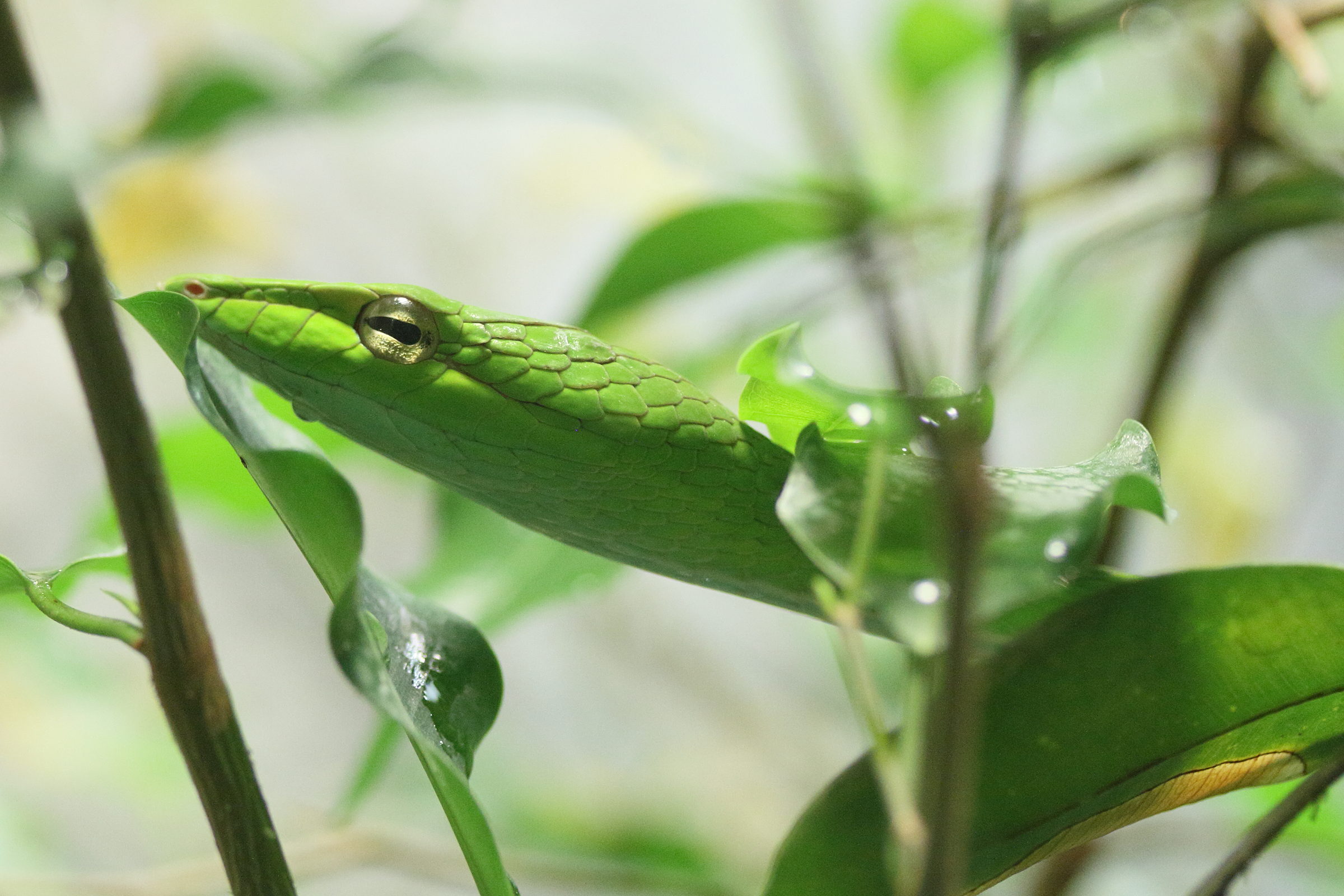 ahaetulla_prasina1md