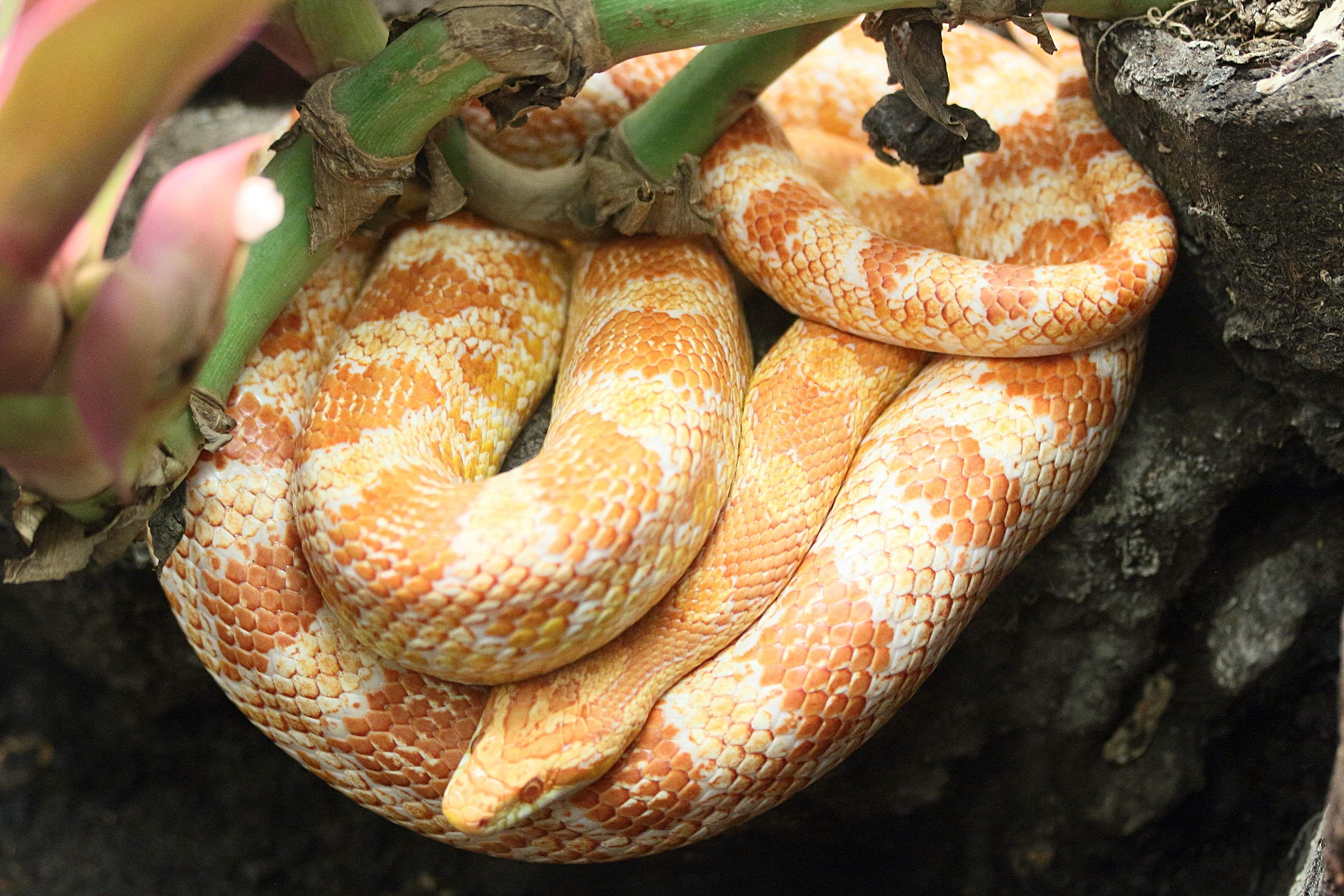 pantherophis_emoryi1md