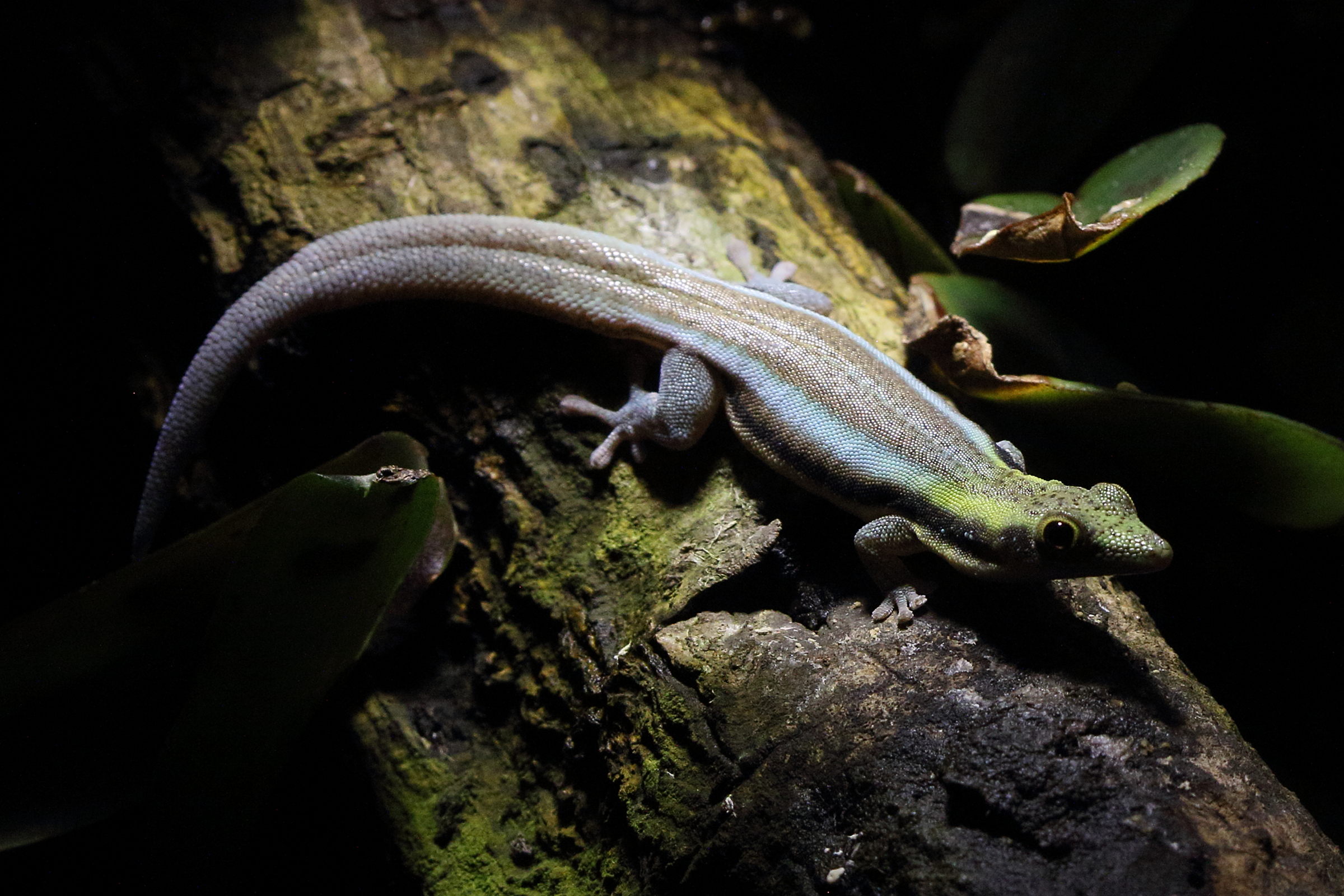 phelsuma_klemmeri1bd