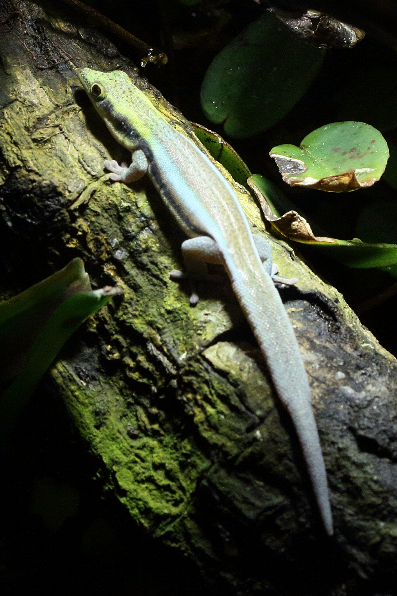 phelsuma_klemmeri2md