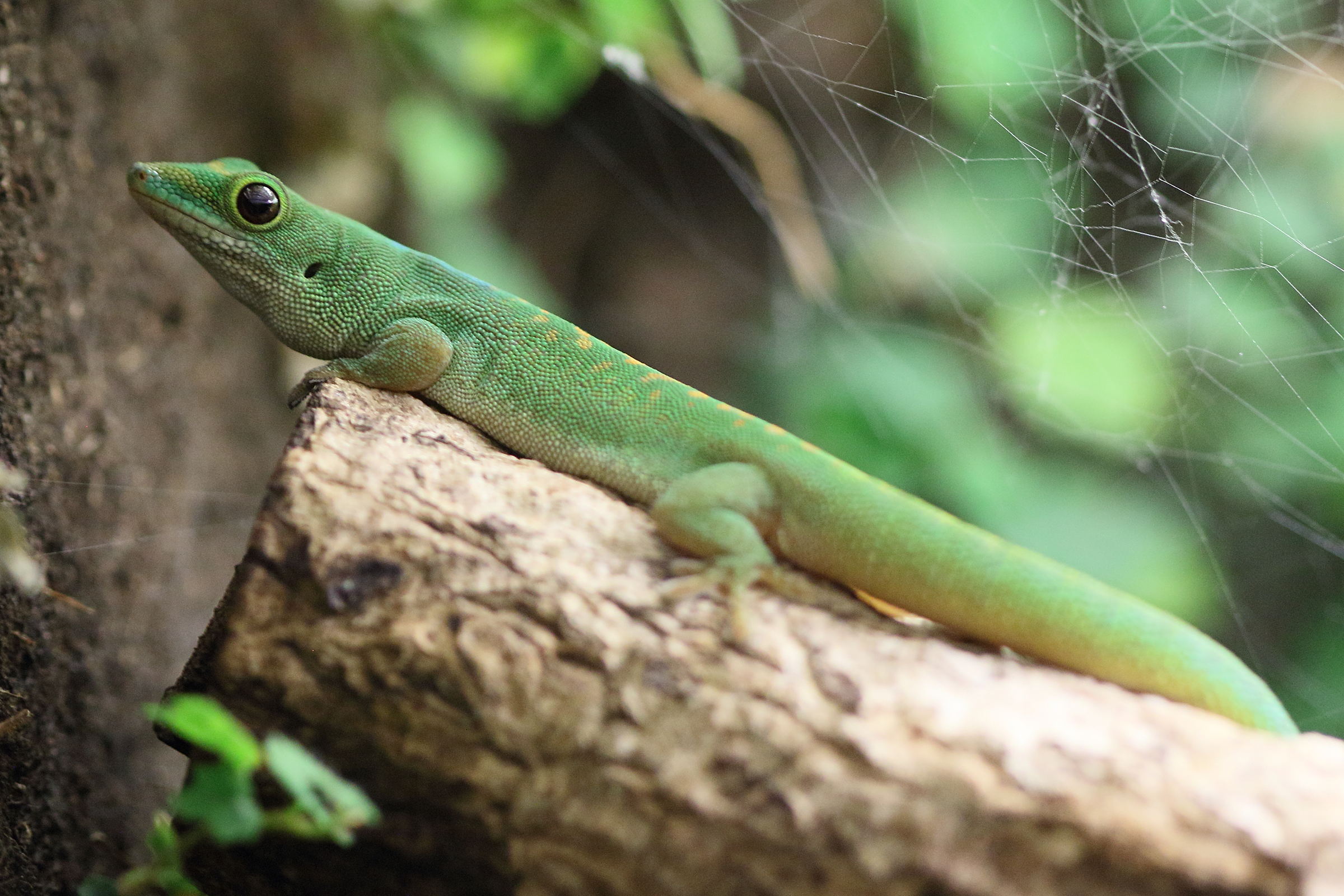 phelsuma_pasteuri1bd