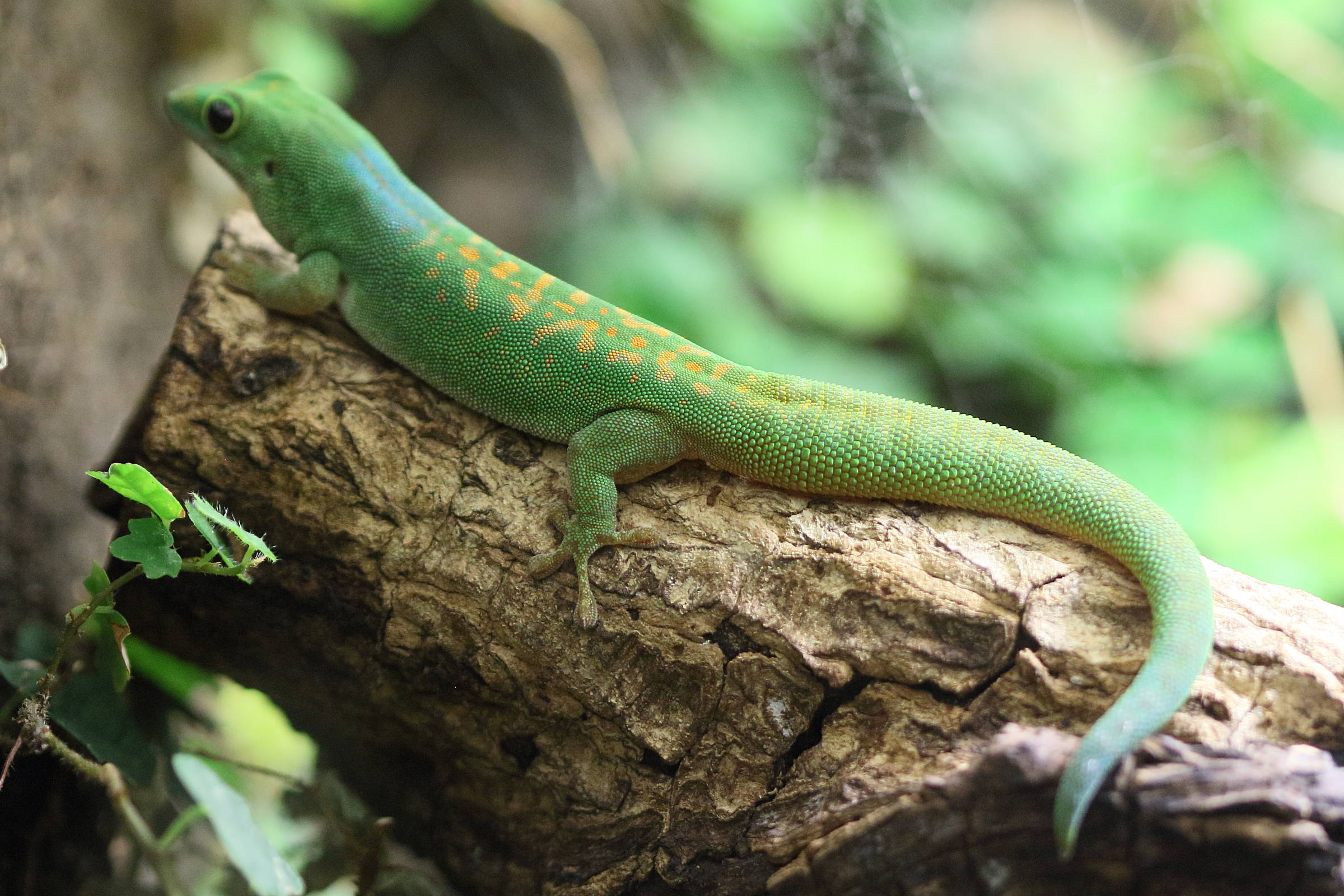 phelsuma_pasteuri2bd