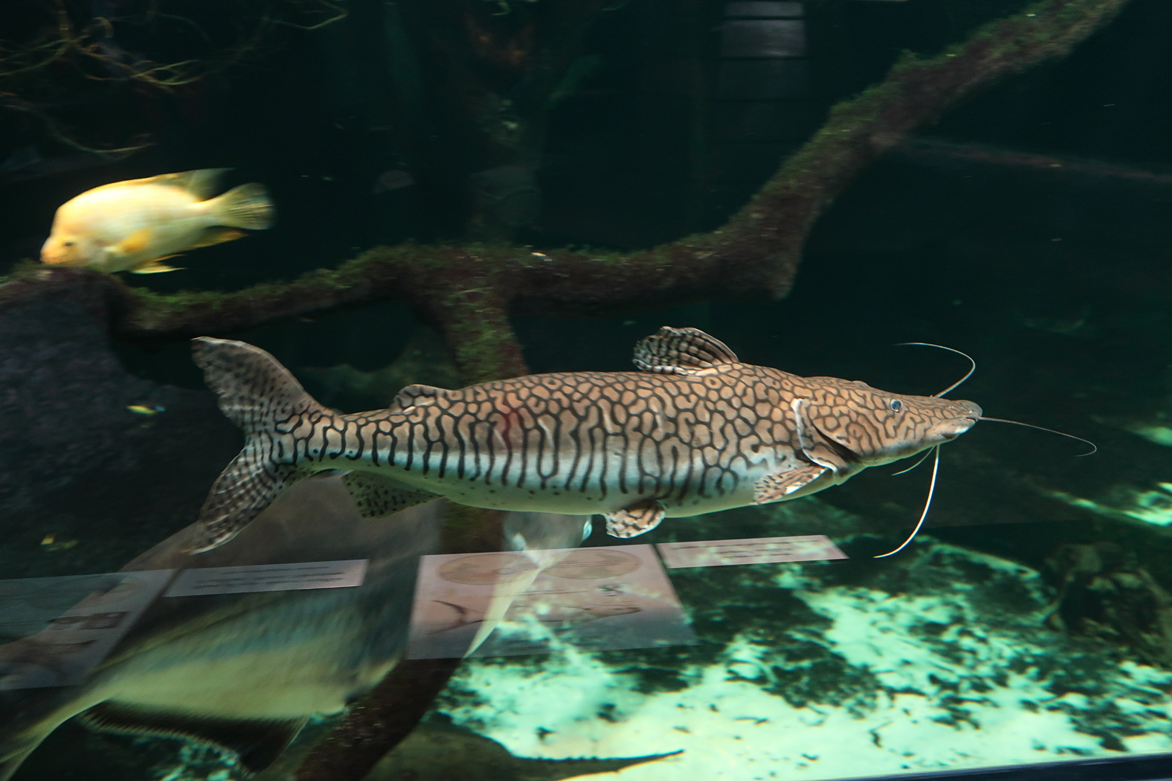 pseudoplatystoma_fasciatum2md