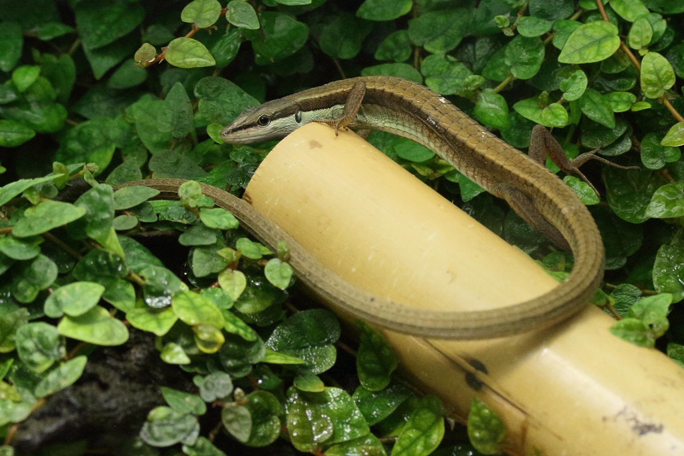 takydromus_sexlineatus1md