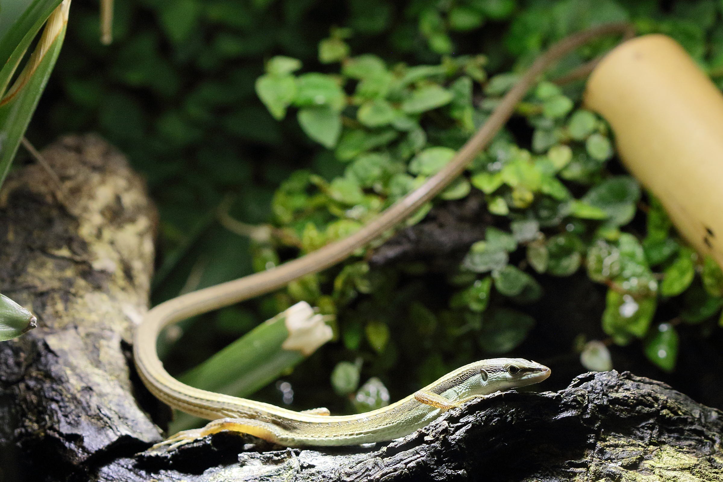 takydromus_sexlineatus2bd