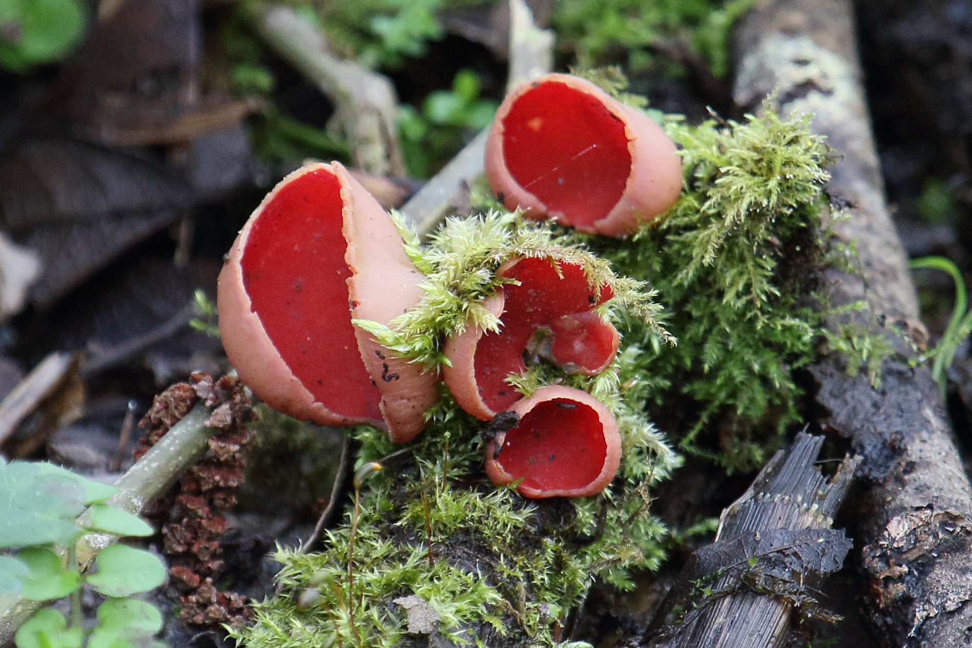 Afficher le média sarcoscypha_coccinea1bd sarcoscypha_coccinea1bd