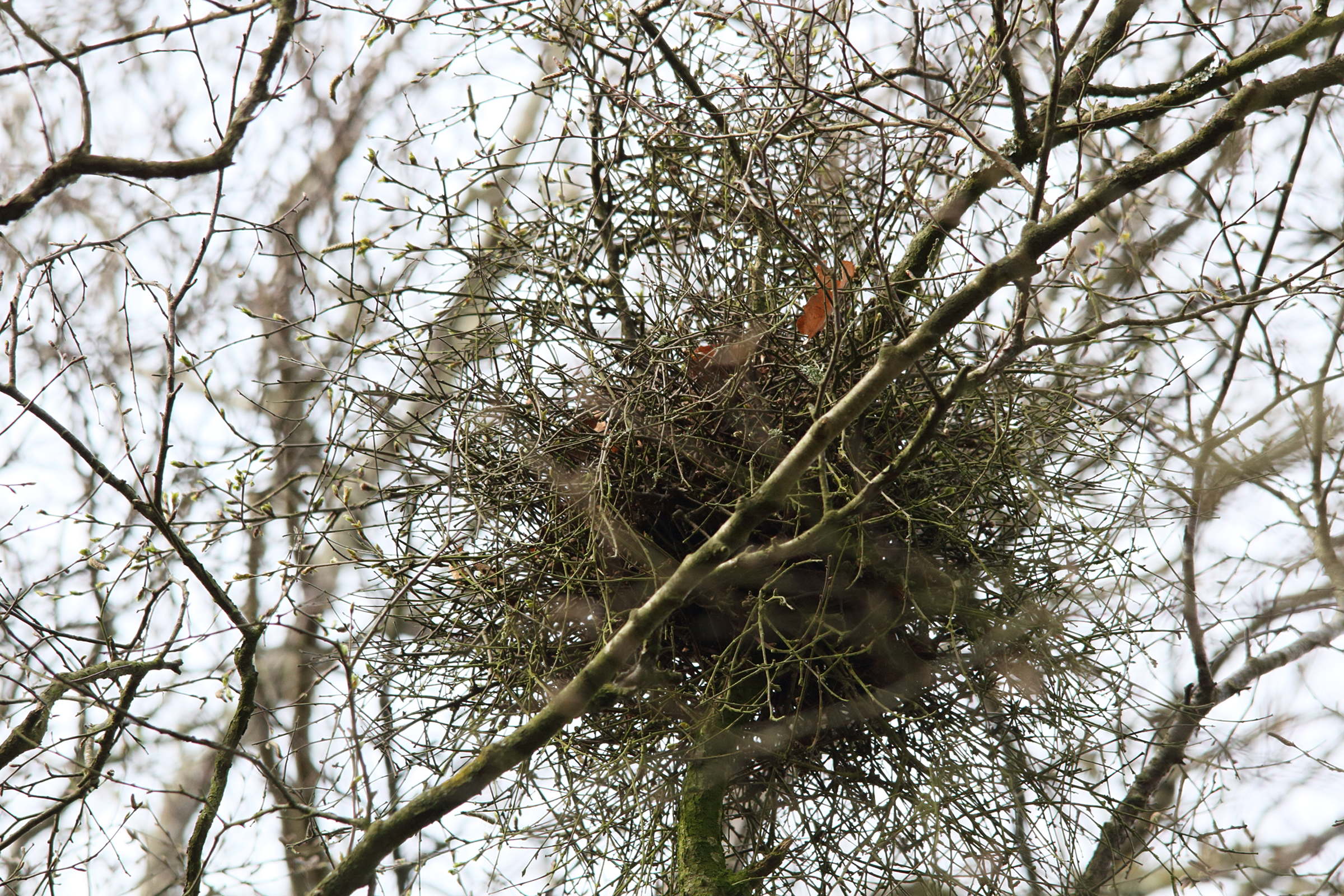 Afficher le média taphrina_betulae-betula_pendula1md taphrina_betulae-betula_pendula1md