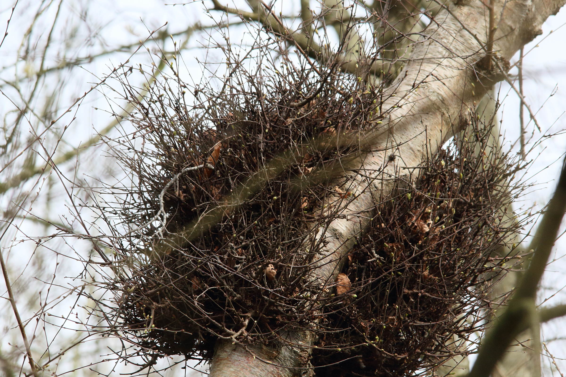 Afficher le média taphrina_betulae-betula_pendula2md taphrina_betulae-betula_pendula2md