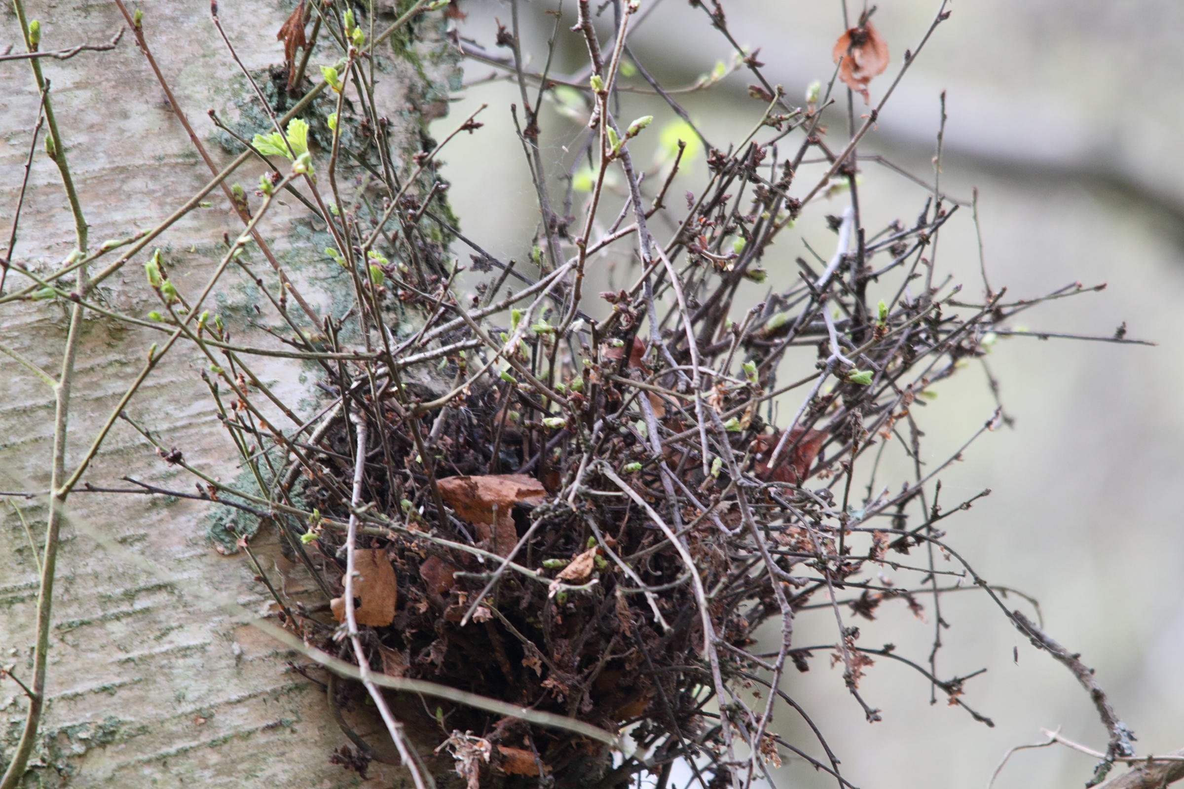 Afficher le média taphrina_betulae-betula_pendula3md taphrina_betulae-betula_pendula3md