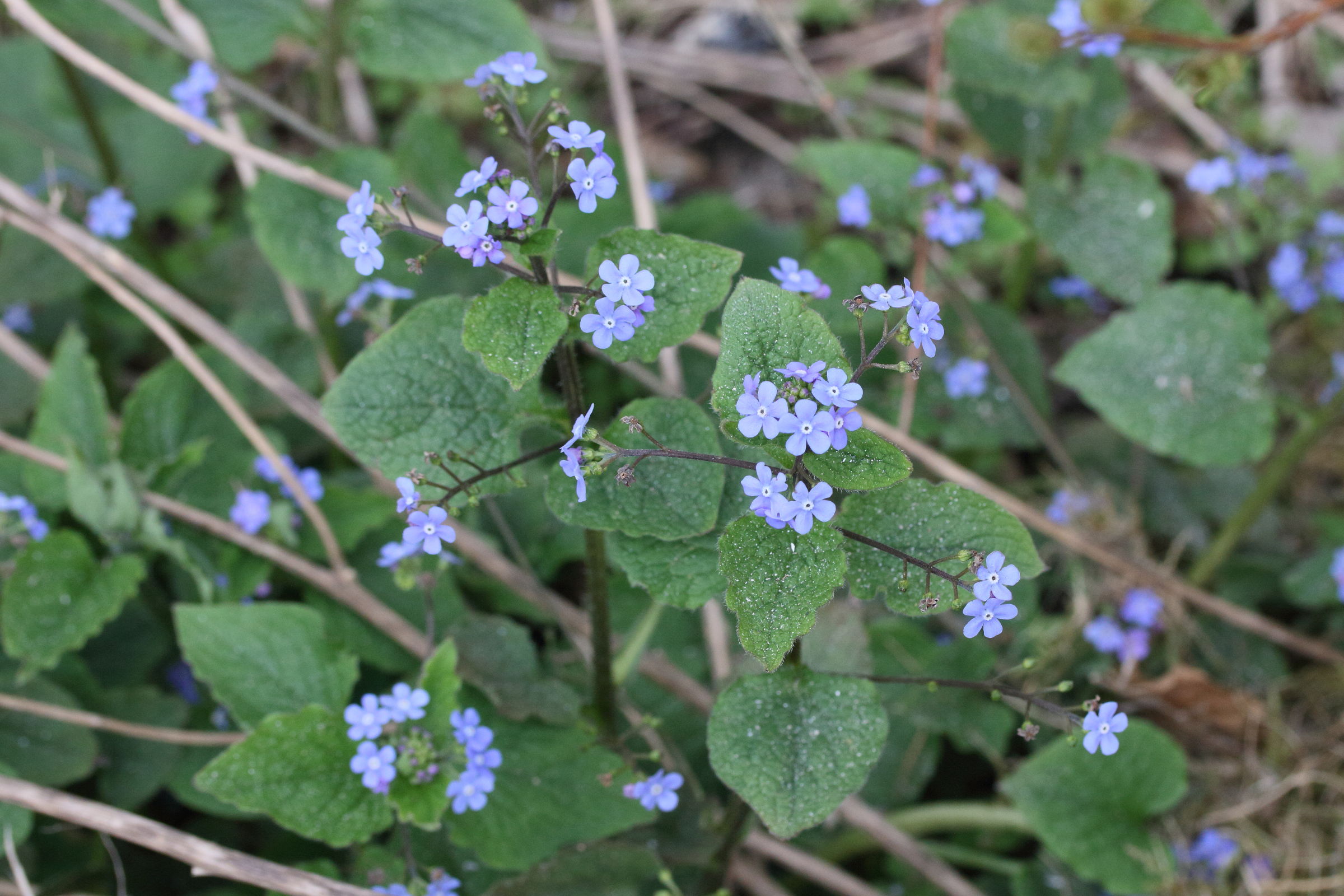 pentaglottis_sempervirens4md