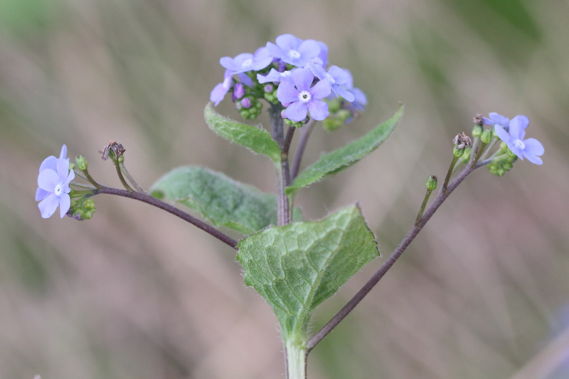 pentaglottis_sempervirens5md