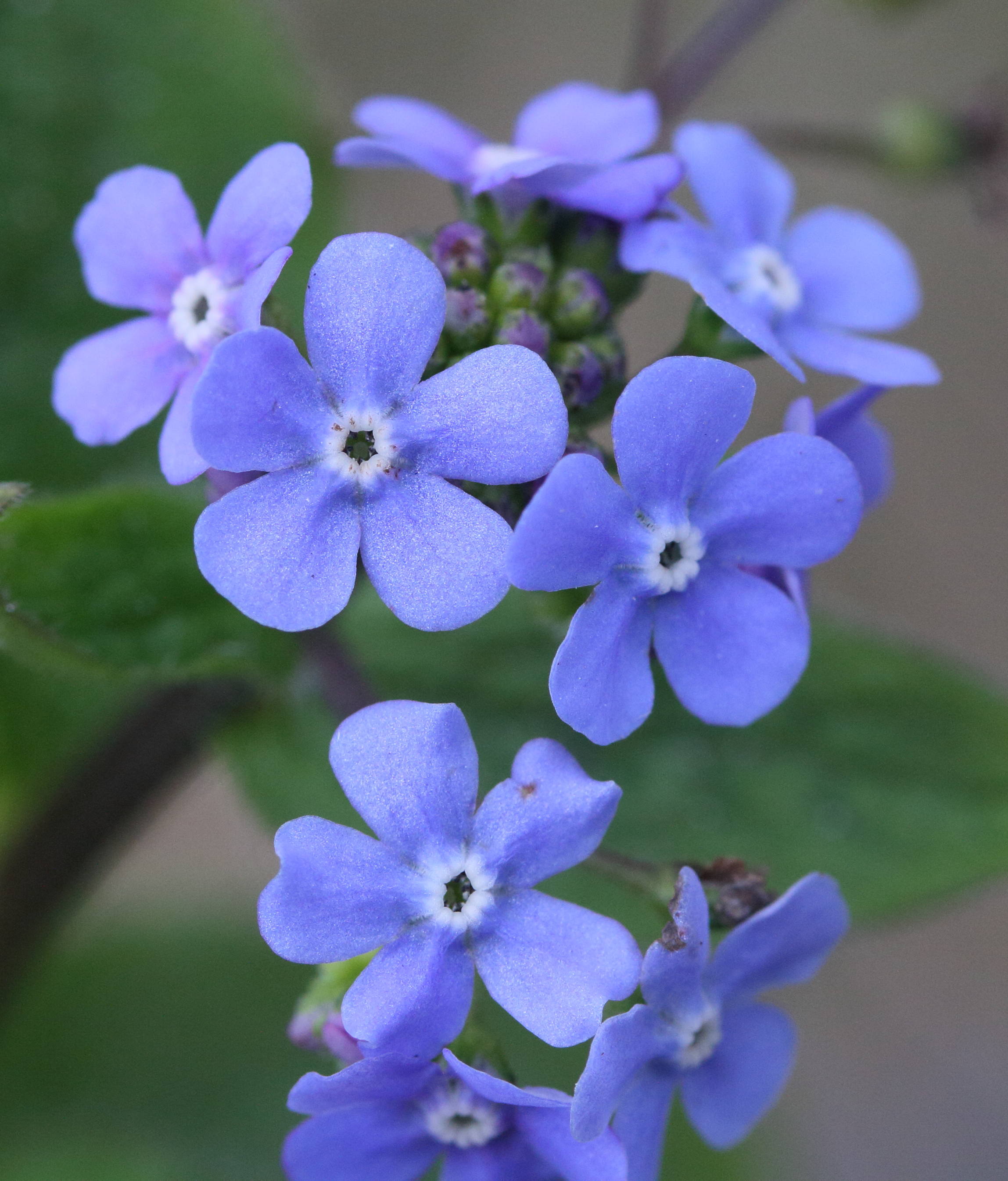 pentaglottis_sempervirens6md