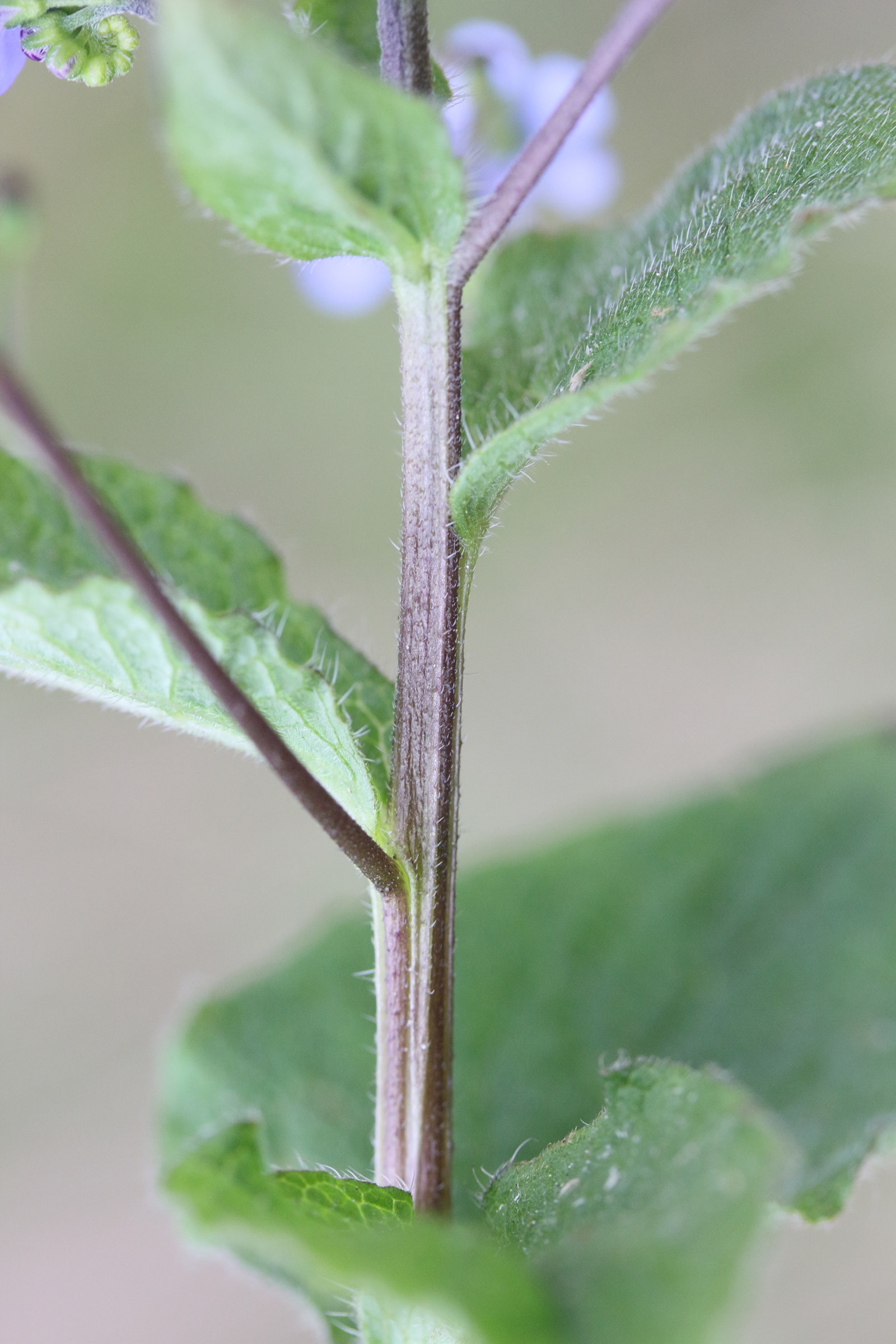 pentaglottis_sempervirens7md
