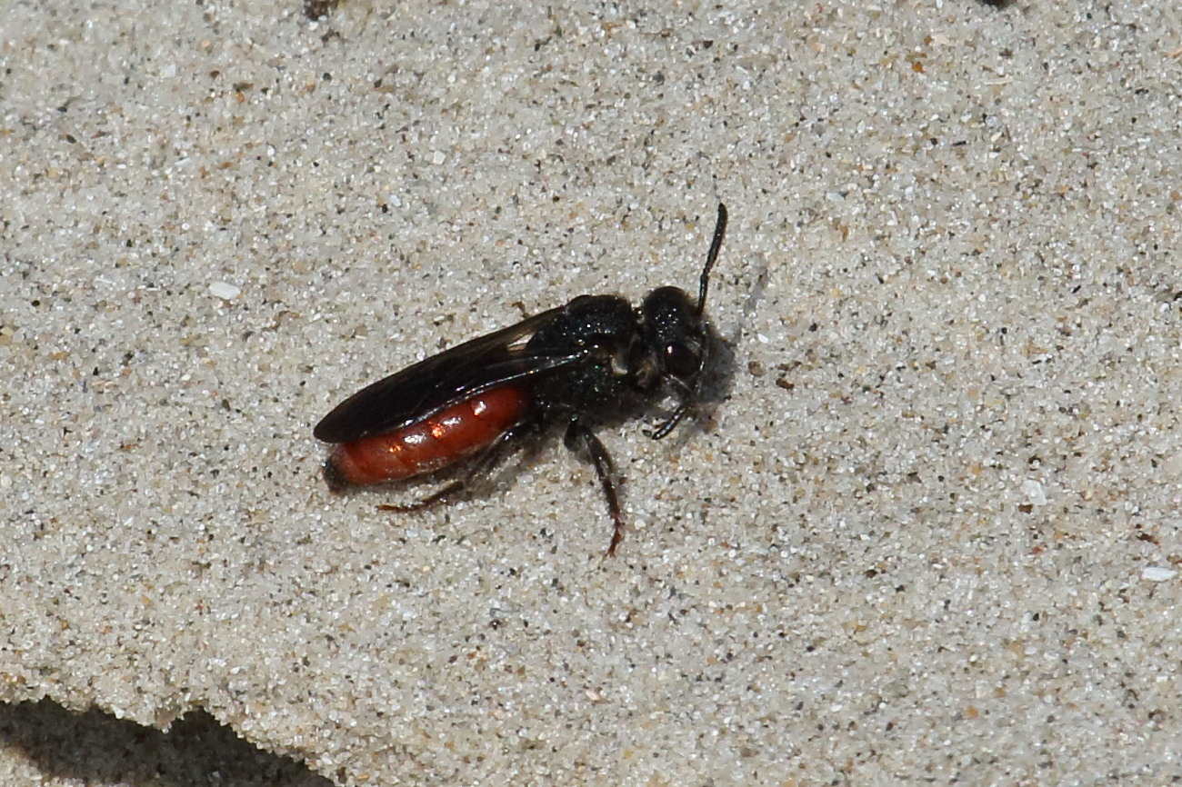 sphecodes_albilabris1bd