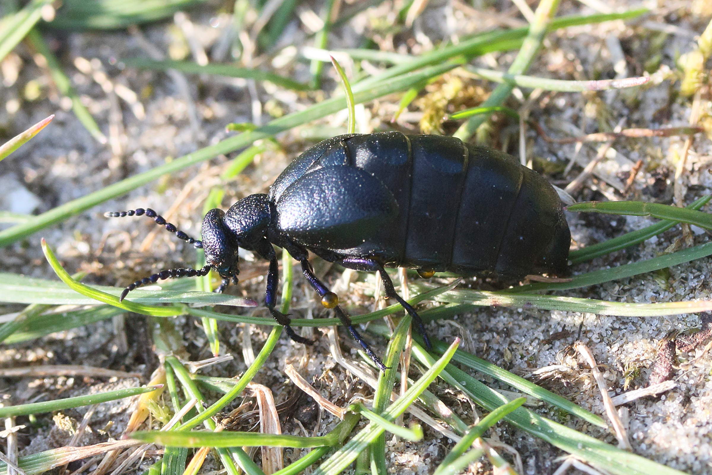 meloe_proscarabaeus3md