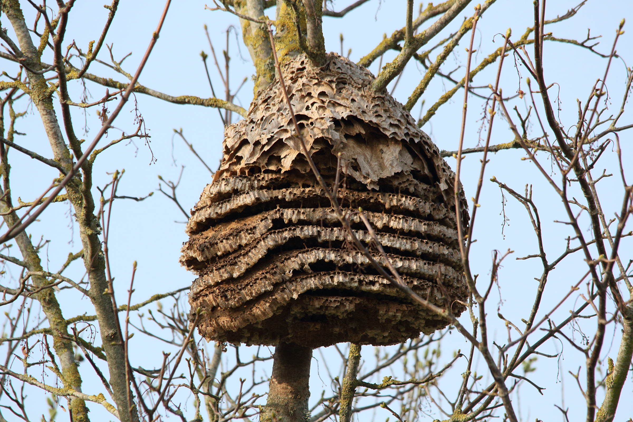 vespa_velutina-nid4md