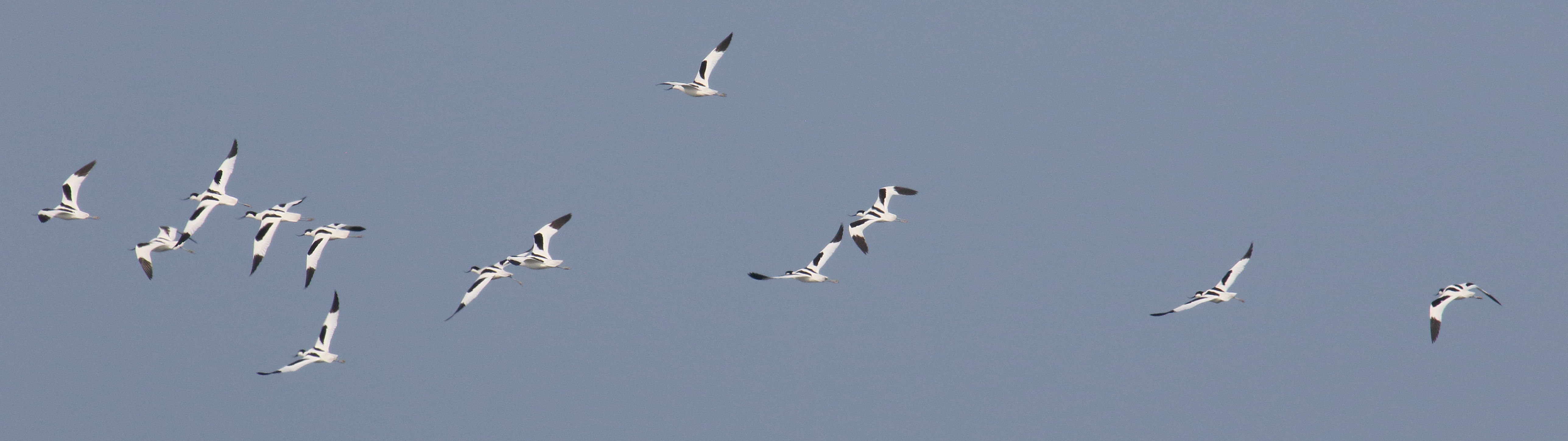 Afficher le média avocette_elegante_-_recurvirostra_avosetta7bd avocette_elegante_-_recurvirostra_avosetta7bd