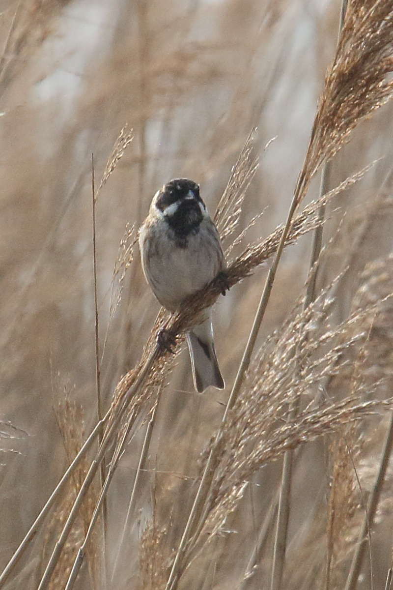 bruant_des_roseaux_-_emberiza_schoeniclus7bd