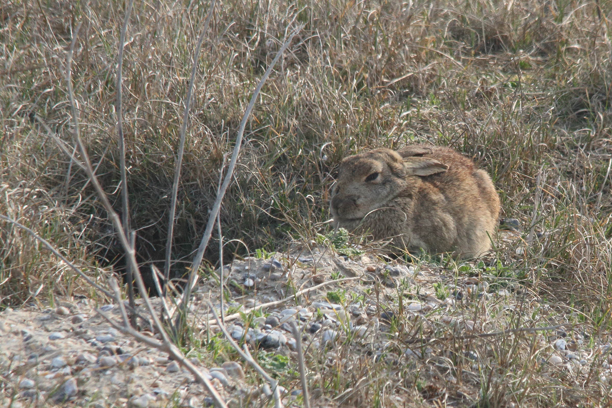 oryctolagus_cuniculus7md