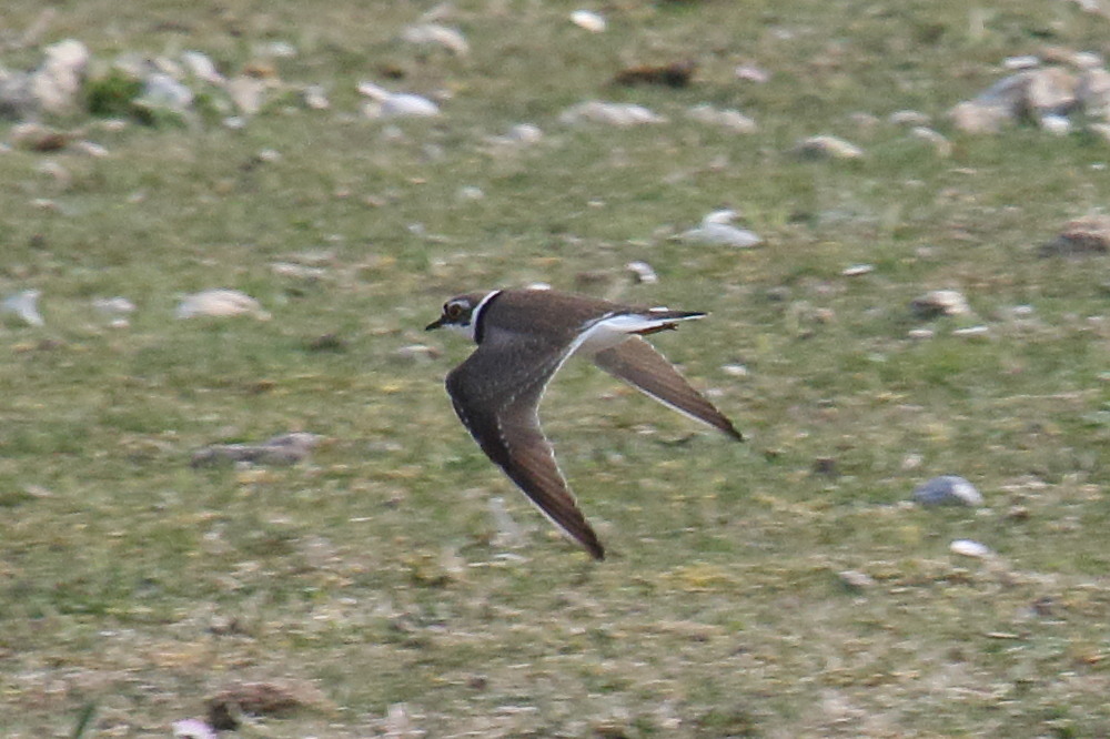 petit_gravelot_-_charadrius_dubius5bd