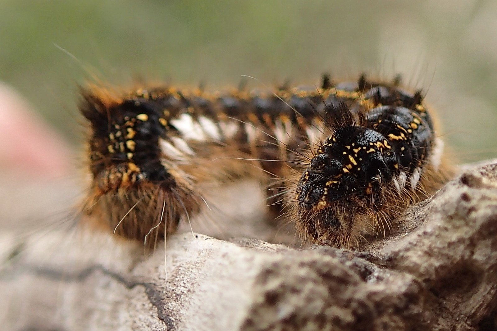 euthrix_potatoria_ch3md